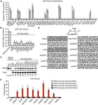 EZH2 inhibition reactivates epigenetically silenced FMR1 and normalizes molecular and electrophysiological abnormalities in fragile X syndrome neurons